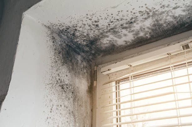 Affordable Mold Cleanup solutions in Keansburg, NJ